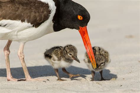 American Oystercatcher | Audubon Field Guide