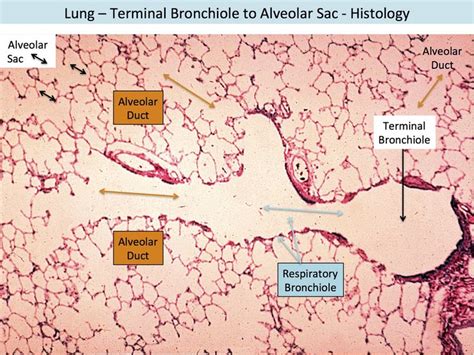 Lung - Terminal Bronchiole to Alveolar Sac - Histology | Histología ...