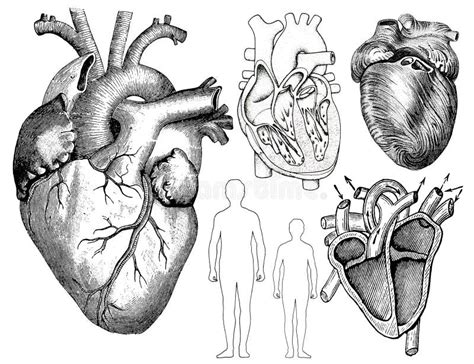 Medical Victorian Stock Illustrations – 559 Medical Victorian Stock ...