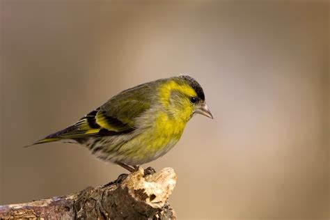 Eurasian siskin - Alchetron, The Free Social Encyclopedia