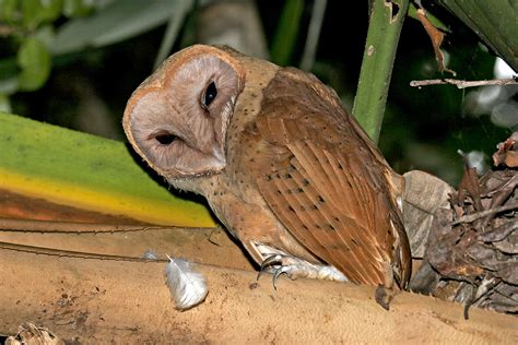 Remote Madagascar Birding Tours - Birdwatching Tours - Birdquest