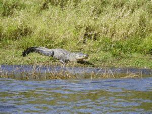 Lake Okeechobee Wildlife Pictures & Sightseeing