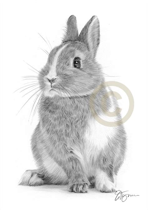 Bunny Rabbit Pencil Drawing Artwork Print Animal Art | Etsy