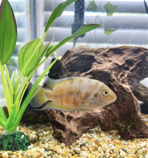 Female convict cichlid tank mates in a 40 gallon tank | Cichlid Fish Forum