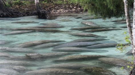 Florida's Three Sisters Springs Shut Down by Hundreds of Manatees | The ...