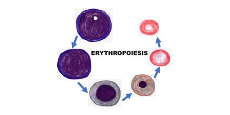 ERYTHROPOIESIS | Pathology Made Simple