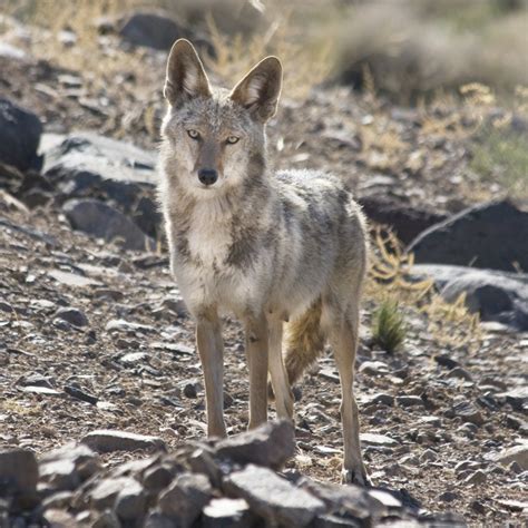 Coyote - The Desert