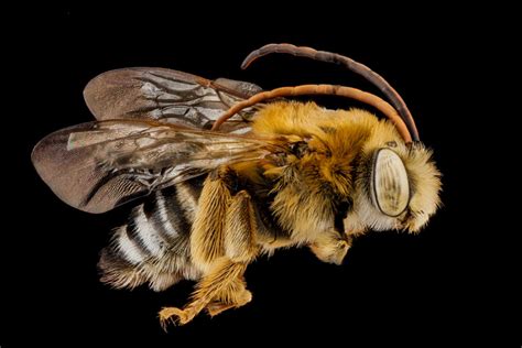 Long-horned bees - Florida Wildflower Foundation