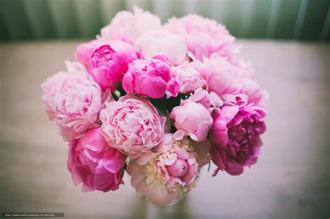 Peony Desktop Wallpaper - WallpaperSafari