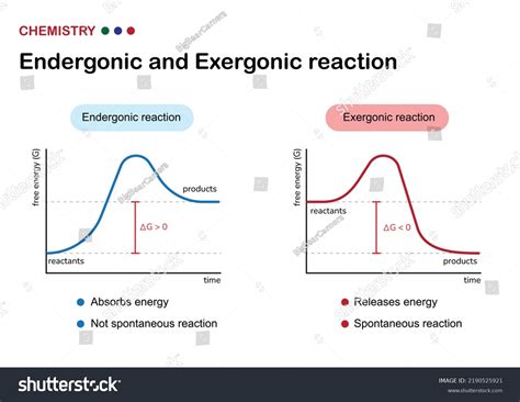 Endergonic Reaction: Definition, Examples, And Graph, 60% OFF