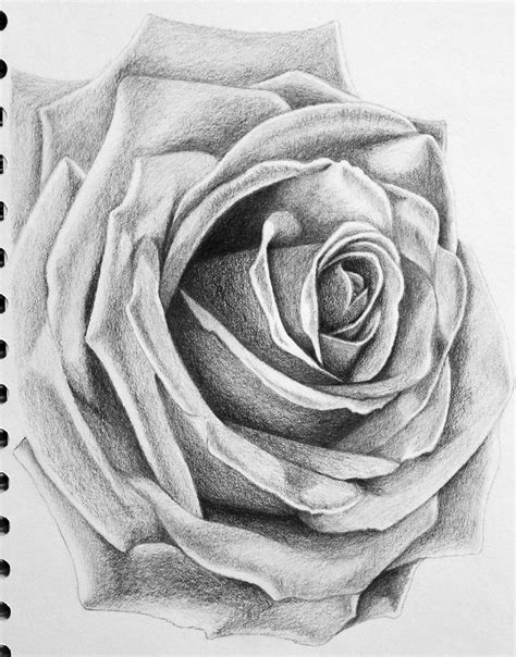 Rose Flower Pencil Drawing Images : Image Result For Rose Pencil ...