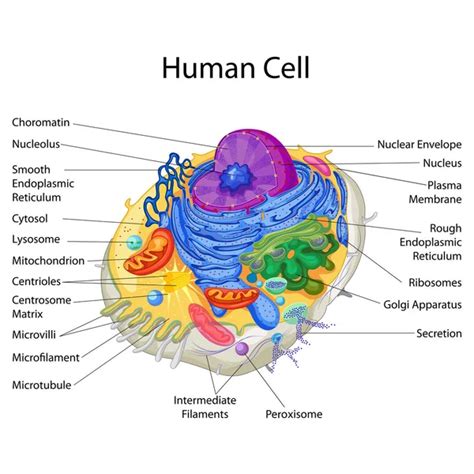 Medical Education Chart of Biology for Skin Diagram Stock Vector Image ...