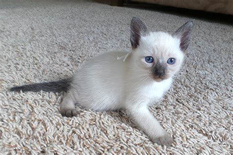 Seal point Female. Sold | Mitten Kittens