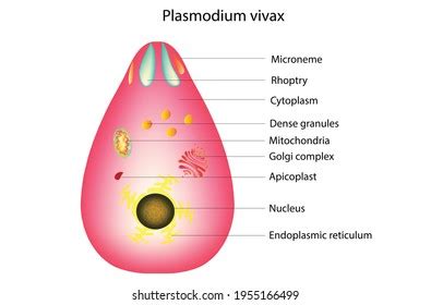 Plasmodium Vivax Images