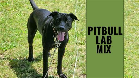 How Much Cost Usa Pitbull Mix Labrador