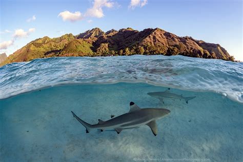 Blacktip Reef Shark (Carcharhinus melanopterus) - Marine Life ...