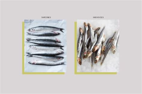 Anchovies vs. Sardines: The Difference & Which One Is Healthier ...