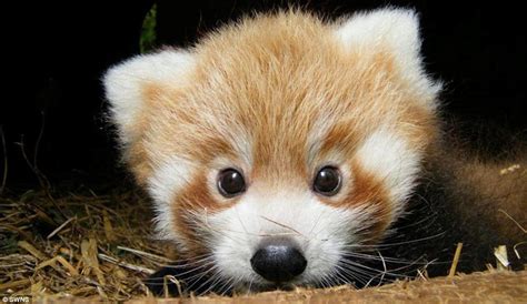 Just too cute! Adorable red panda cubs born at British zoo that look ...