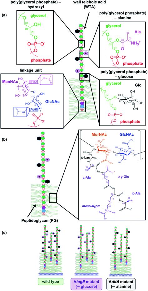 Wall teichoic acids govern cationic gold nanoparticle interaction with ...