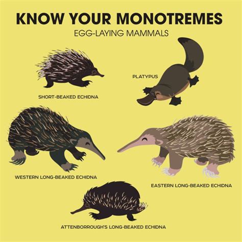 Monotremes Evolution And Classification