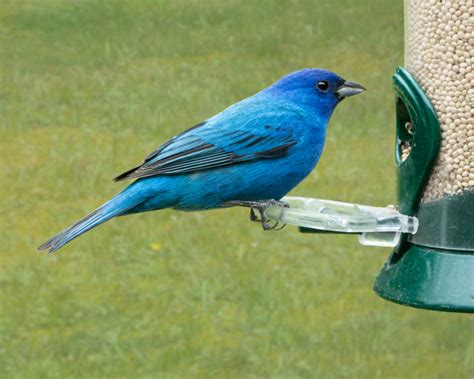 Indigo Bunting - FeederWatch