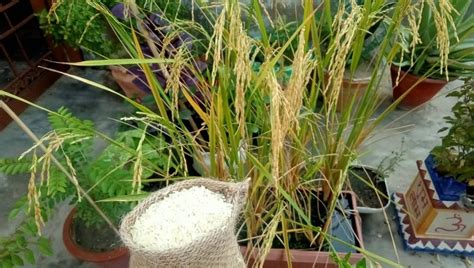 How to Grow Rice Step by Step Guide Of Farming At Home Indoor