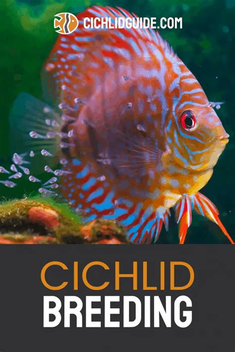 Breeding Cichlids - Cichlid Guide