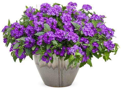 Three New Verbena Superbena Introductions From Proven Winners ...