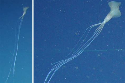 Rare bigfin squid found in Australian waters for the first time | New ...