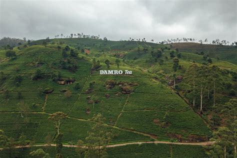 Nuwara Eliya Tea Factory - Great Experience at Damro Tea