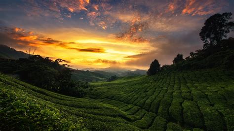 Tea plantation wallpaper - backiee