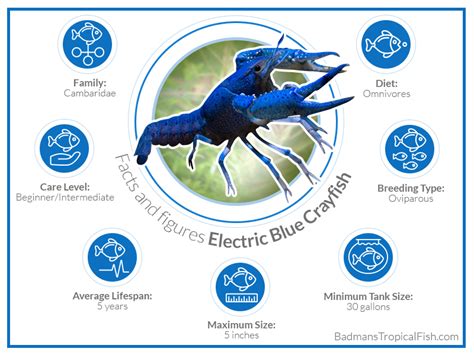 Electric Blue Crayfish: Detailed Care Guide for Aquarists