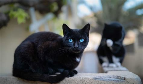 Black Cat with Blue Eyes: Do They Really Exist?