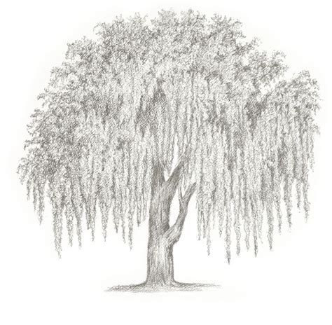 Weeping Willow Tree Sketch