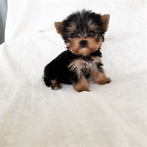 Micro Teacup Yorkie Puppy! | iHeartTeacups