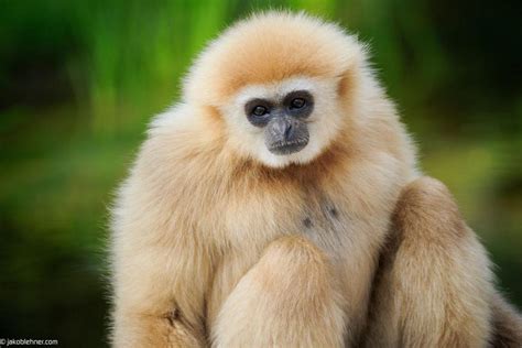 60 percent of primates sliding toward extinction - Nexus Newsfeed