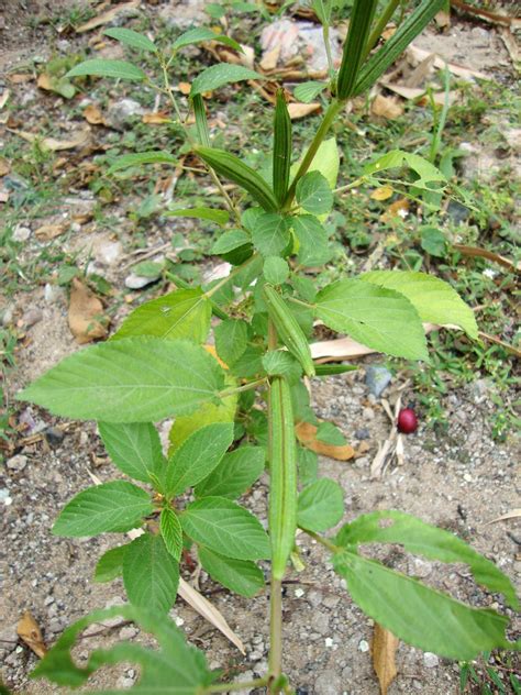 Corchorus olitorius Images - Useful Tropical Plants