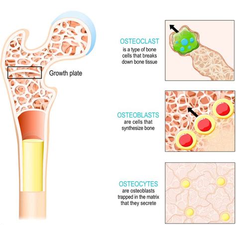 bonebalance comprises collagen peptides to build a healthy bone matrix