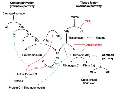 Hemostasis | Boundless Anatomy and Physiology