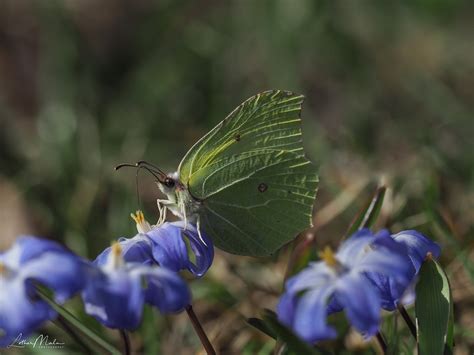 Brimstone butterfly on Behance