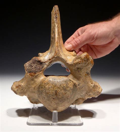 WOOLLY RHINO FOSSIL VERTEBRA RHINOCEROS FOSSILS BONES