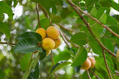 Santol fruit on summer in Thailand , ripe santol on the santol tree ...