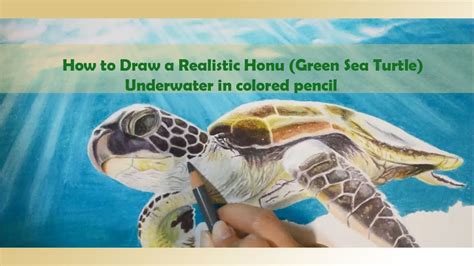 How to Draw a Realistic Honu (Green Sea Turtle) Underwater in Colored ...