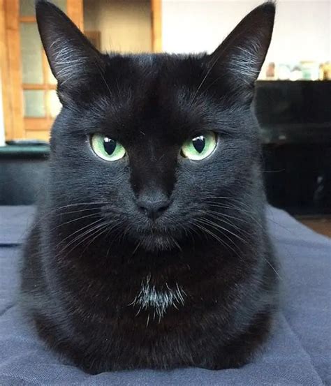 65 Names for Black Cats with Green Eyes - The Paws