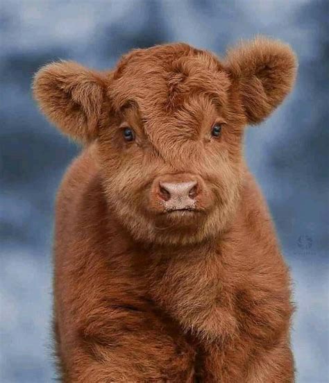 Pin by Abigailpep on animaux trop mignon | Cute baby cow, Fluffy cows ...