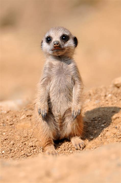 Image - Baby meerkat.jpg | Meerkats Wiki | Fandom powered by Wikia