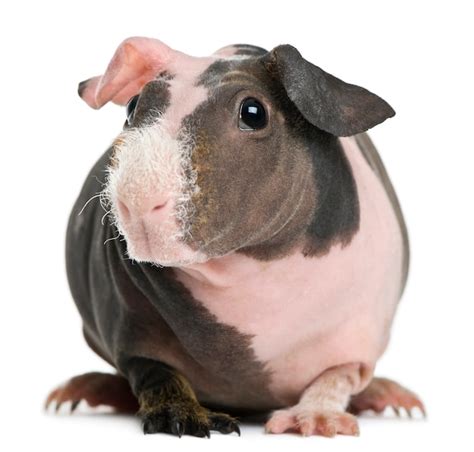 Premium Photo | Hairless guinea pig