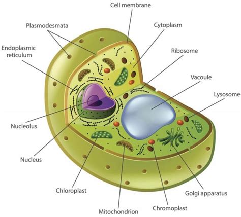 Gambar Sel Tumbuhan Fungsinya Lengkap Penjelasan Gambar Inti Nukleus ...
