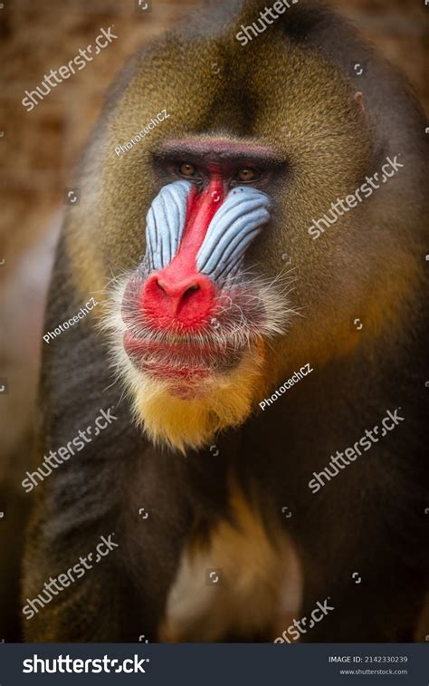 Mandrill Monkeys Nature Habitat Area Mandrillus Stock Photo 2142330239 ...