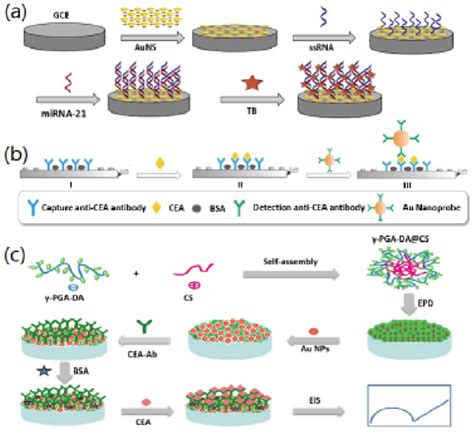 a) Schematic representation of the microRNA biosensor and detection ...